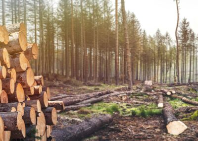 Historisk rift om træ